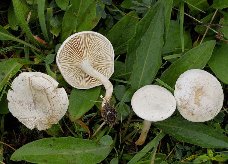 ivoren trechter paddenstoelen