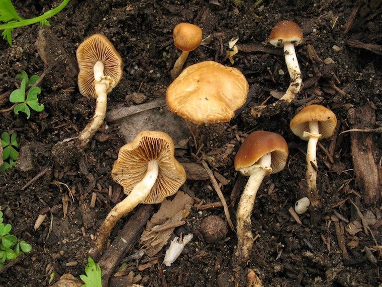 conocybe filaris paddenstoelen