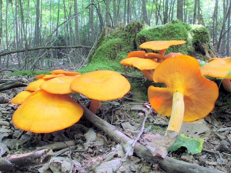 jack-o'-lantern paddenstoelen