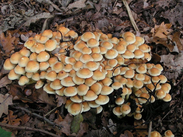 zwavel tuft paddenstoelen