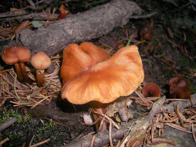 dodelijke webcap paddenstoelen