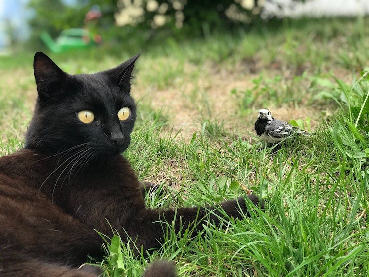 Zwarte kat buiten op het gras naast een vogel - kunnen katten salmonella krijgen van rauw vlees of dieren in het wild?