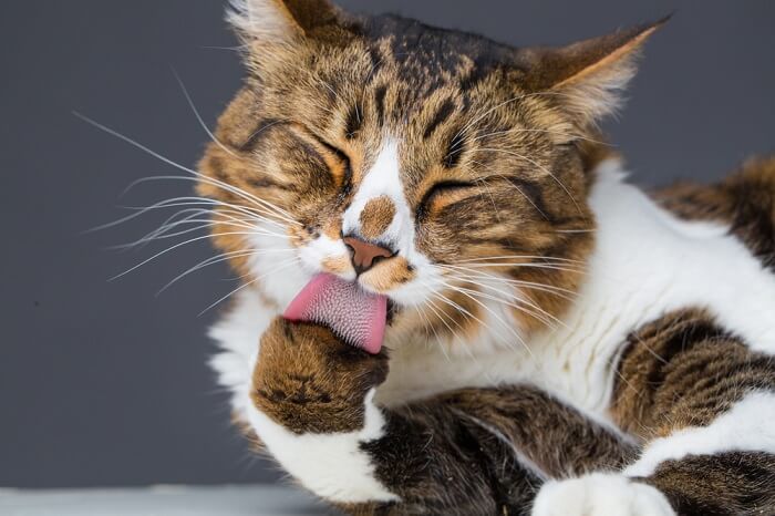 Kat likkende poot, repetitieve en dwangmatige verzorging bij katten uitgelichte afbeelding