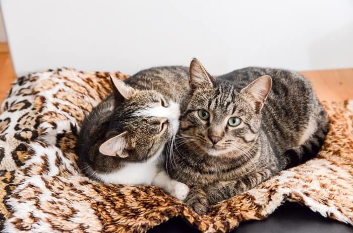 Twee katten knuffelen en verzorgen
