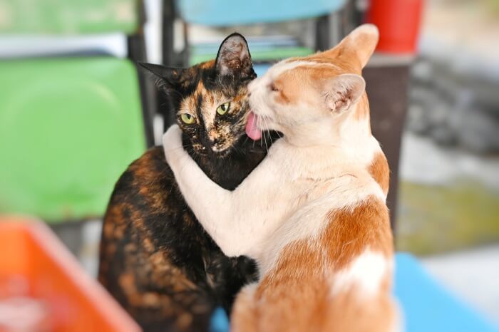 katten die elkaar verzorgen