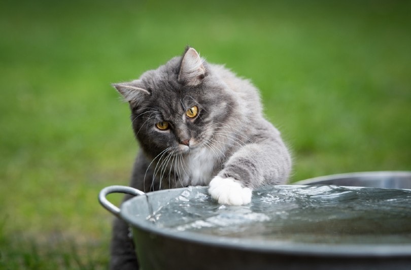 blauwe tabby maine coon kat spelen met water