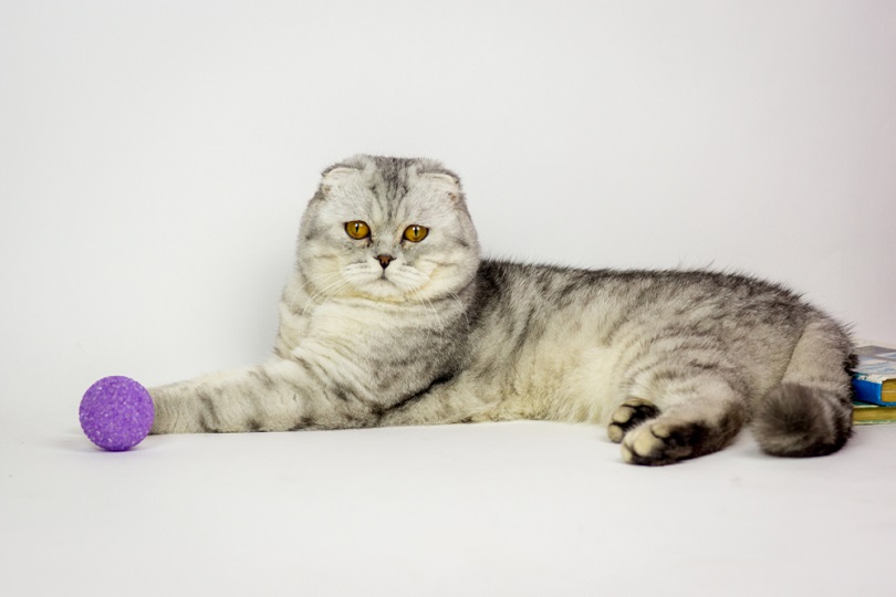 Schotse vouw kat marmer geschoren tabby_Veronika Dolgaya_shutterstock