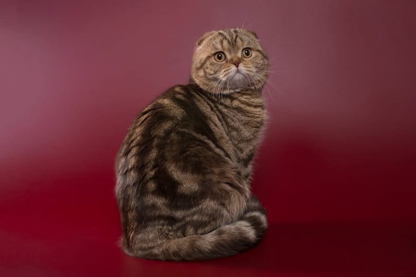chocolade marmeren korthaar volwassen kat Schotse vouw