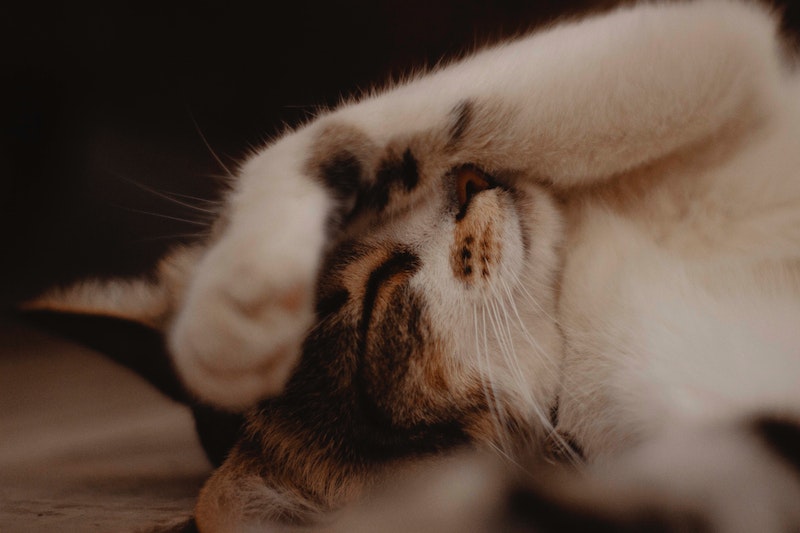 Slapende kat met poot op gezicht