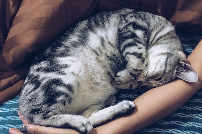 Gestreepte grijze kat die naast vrouw slaapt