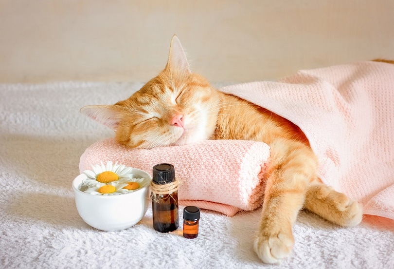 Slapende kat op een massagedoek met oils_Olga Smolyak_shutterstock