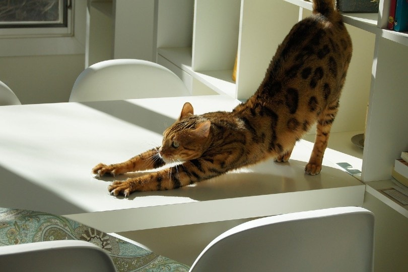 kat stretching