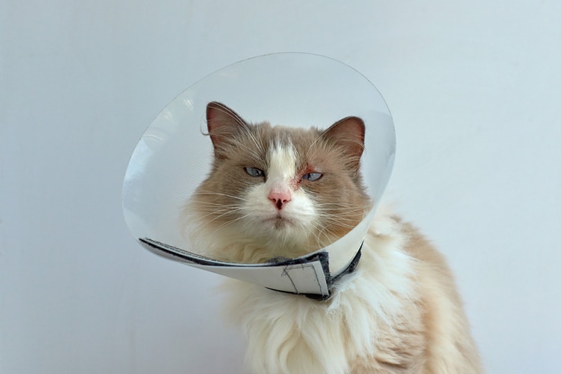 een huiskat die een kegelvormige halsband draagt om krabbende huidziekte te voorkomen