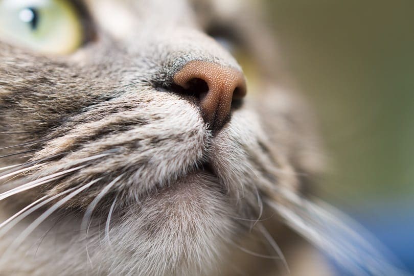 close-up van neus en mond van een kat