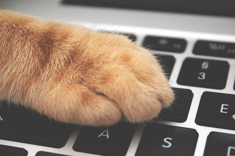 oranje kattenvoer op laptop toetsenbord