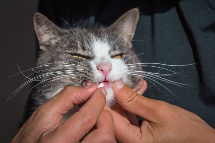 Furosemide voor katten dosering
