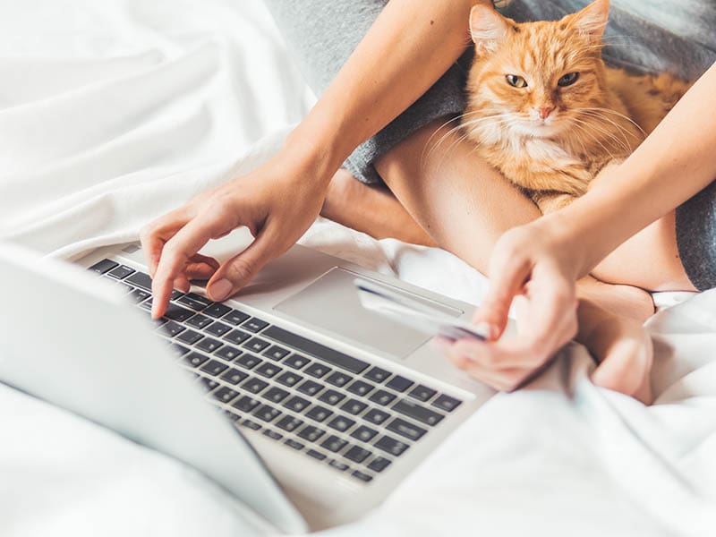 gember kat en vrouw in bed met laptop