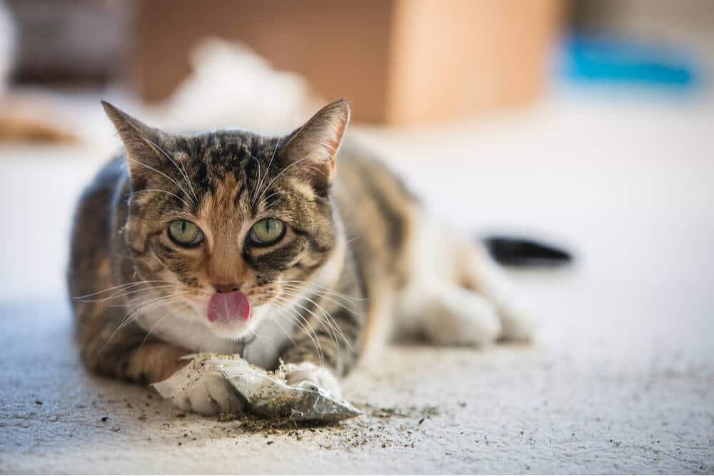 Calico kat spelen met kattenkruid
