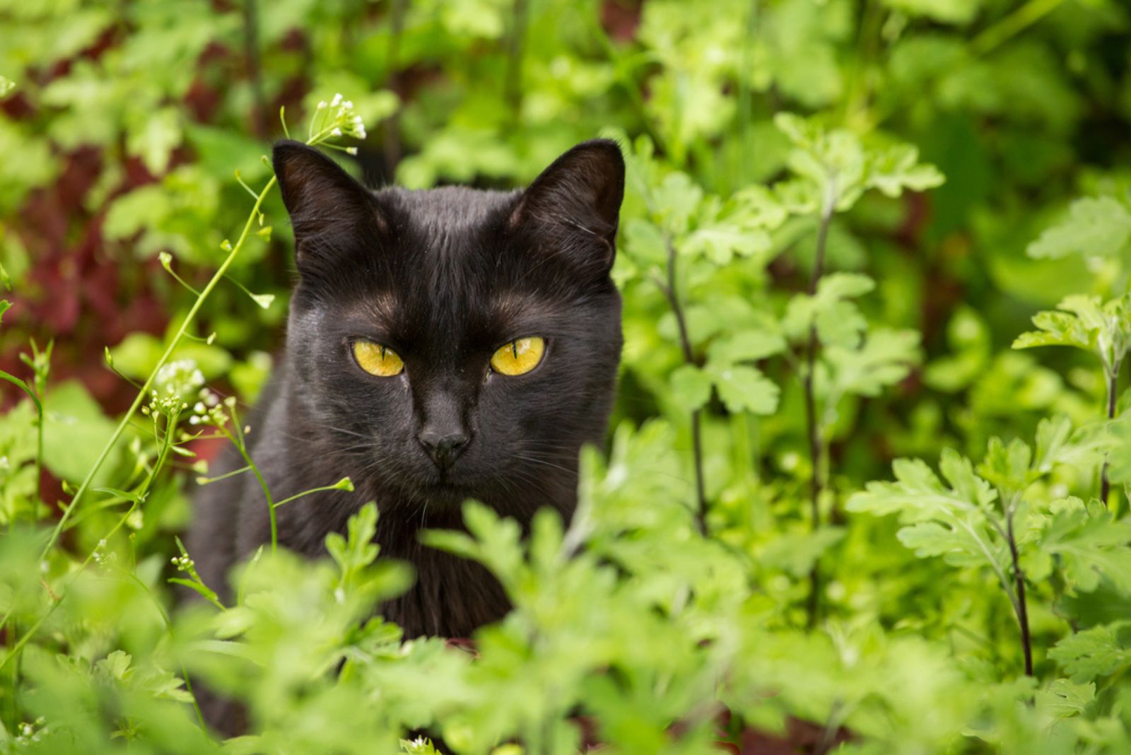 bombay kat in een gras