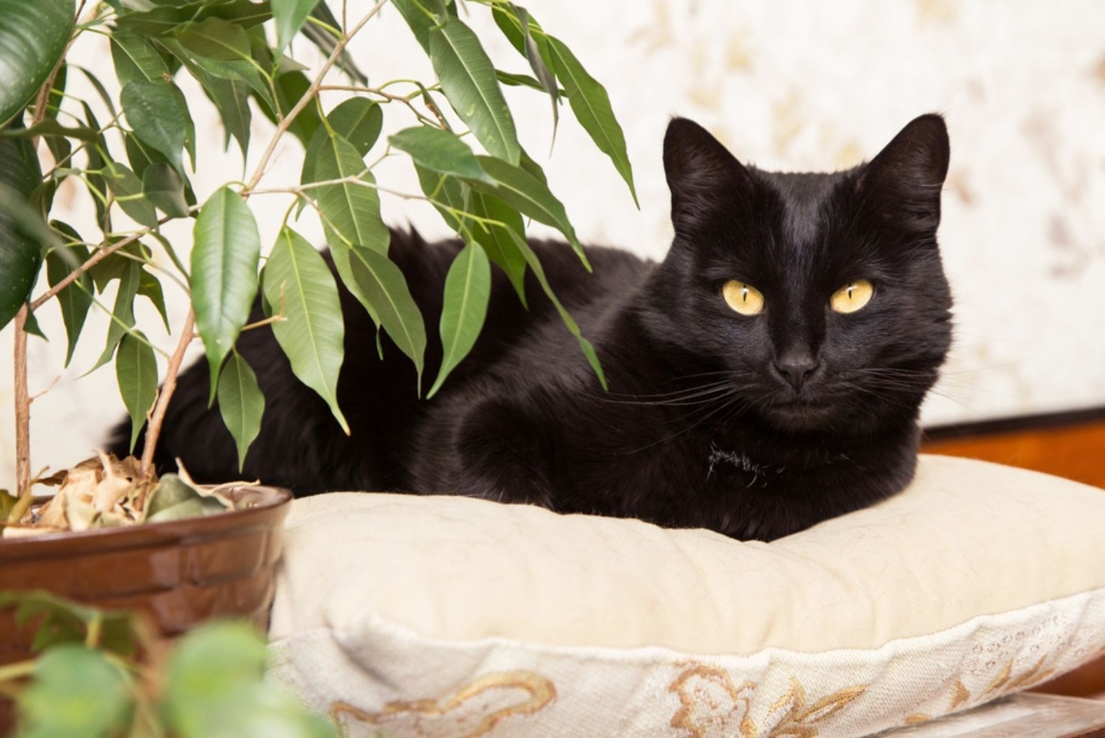 Zwart bombay kattenportret met gele ogen