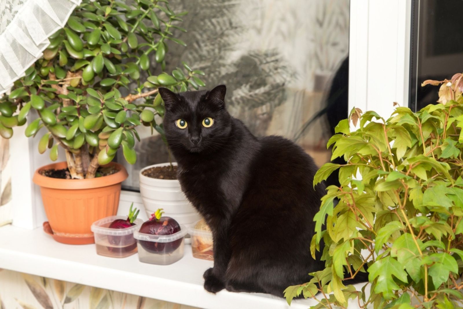bombay kat zit op vensterbank met kamerplant thuis