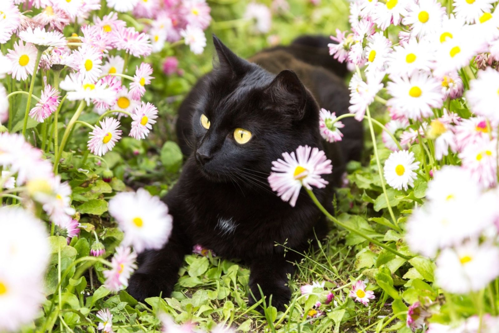 bombay kat in een bloemenveld