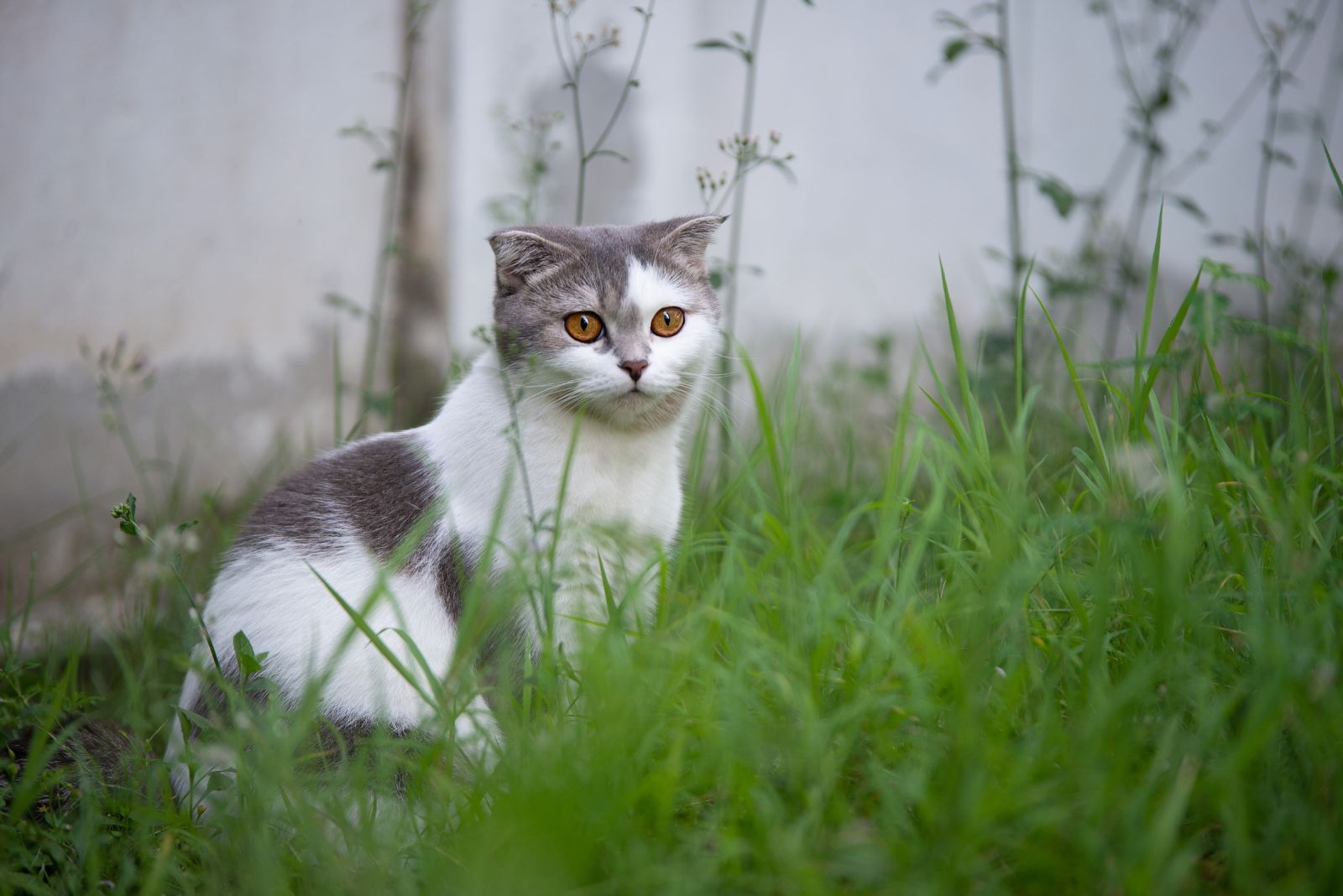 Scottish Fold kat zittend in het gras