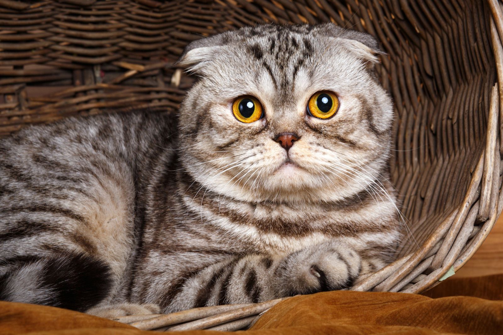 Scottish Fold kat in een mandje