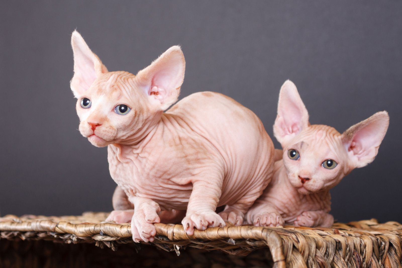 twee Sphynx (Canadese haarloze) kittens