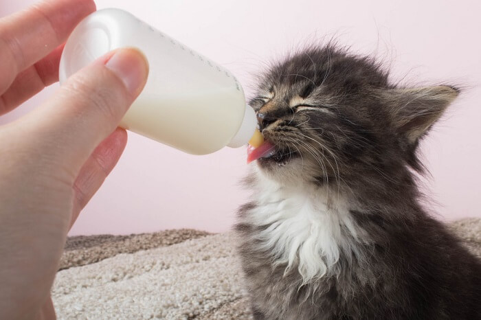 het proces van flesvoeding van kittens 