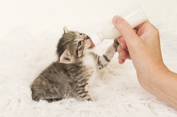 Natuurlijk spenen vs. spenen van een flesgevoed kitten
