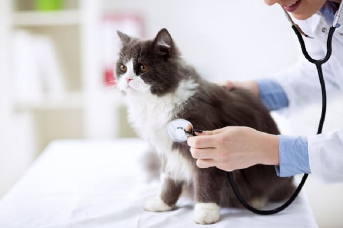 symptomen van koolmonoxidevergiftiging bij kat bij dierenarts