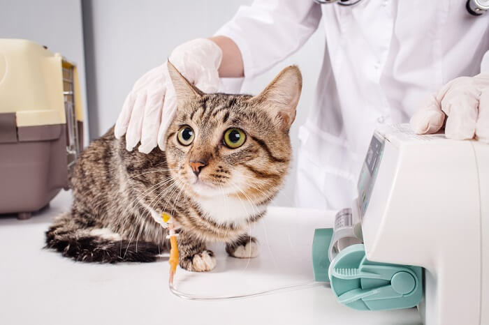 hoe loodvergiftiging bij katten te behandelen