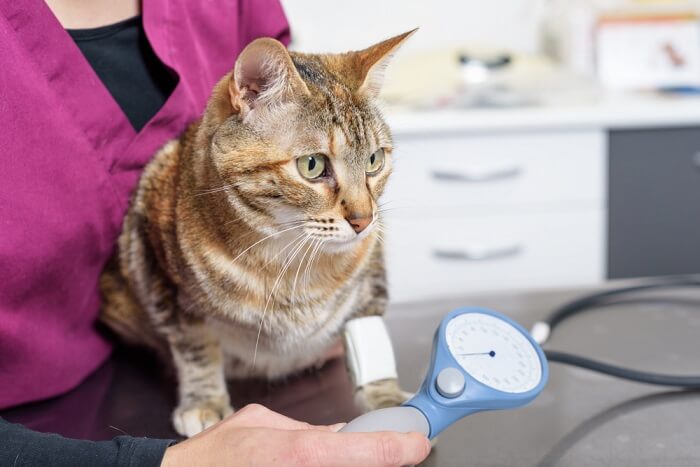 kat die zijn bloeddruk laat controleren
