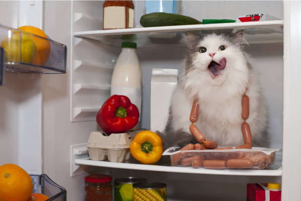 Kat in koelkast omringd door voedsel dat mogelijk giftig is voor katten