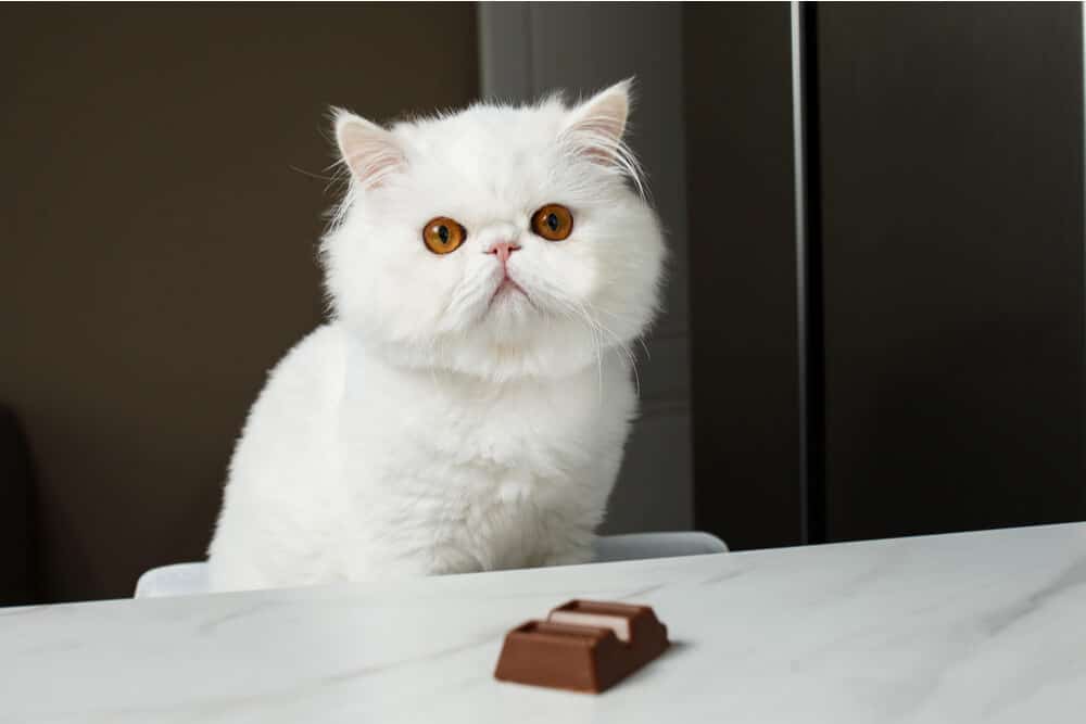 Kat met chocolade giftig voor katten