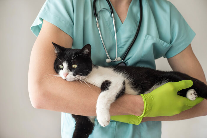 Diagnose van toxoplasmose bij katten
