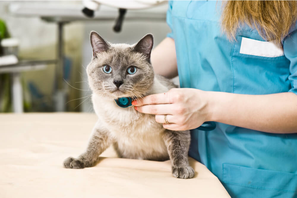 Bijwerkingen van chloorambucil voor katten