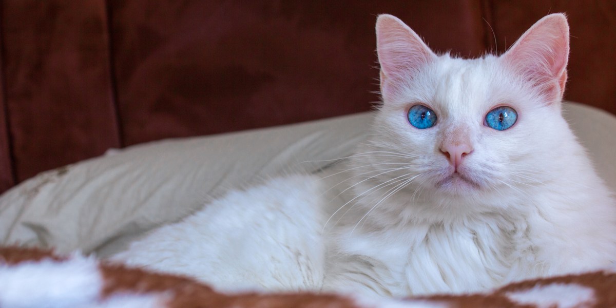 14 prachtige witte kattenrassen die u moet kennen