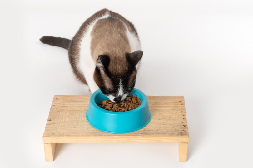 katten eten op verhoogde voeding