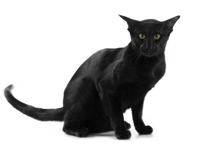 Zwarte kat met zwiepende staart