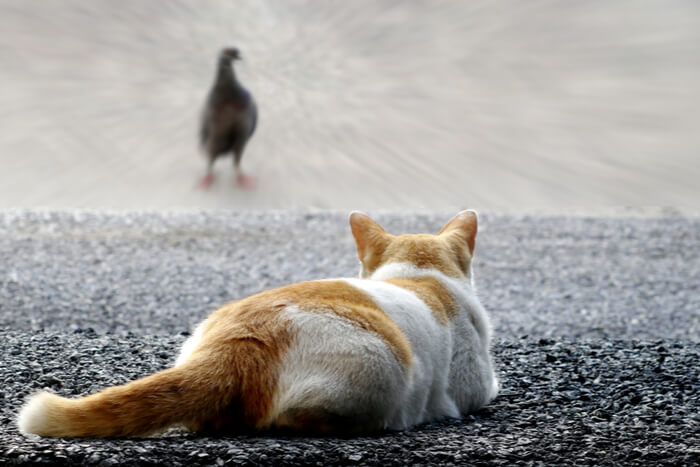 Kat stalkt vogel met staart tegen de grond gedrukt