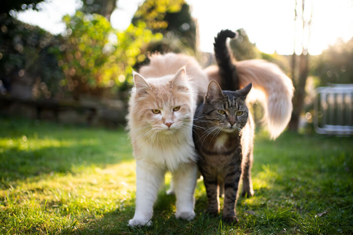 Twee katten die dicht bij elkaar lopen