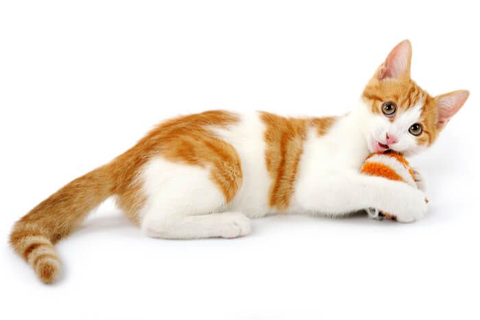 Oranje-wit kitten spelen
