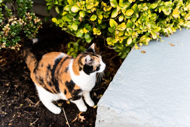 Nieuwsgierige calico kat buiten groene tuin
