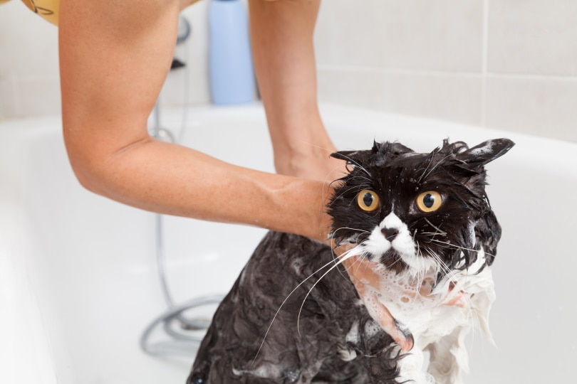 Perzische kat die een bad neemt