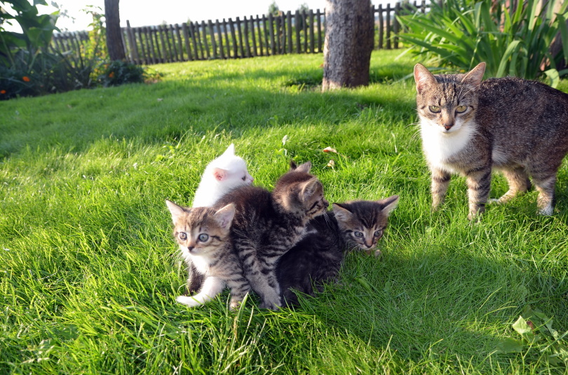 kittens in de tuin