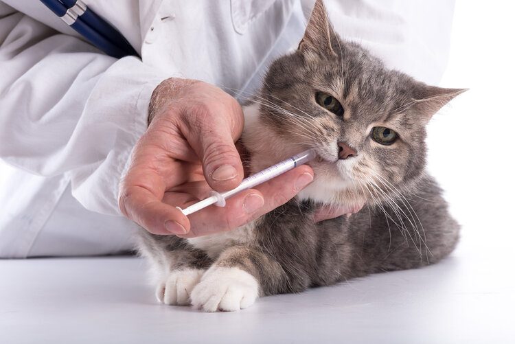 dierenarts die medicijnen aan kat geeft