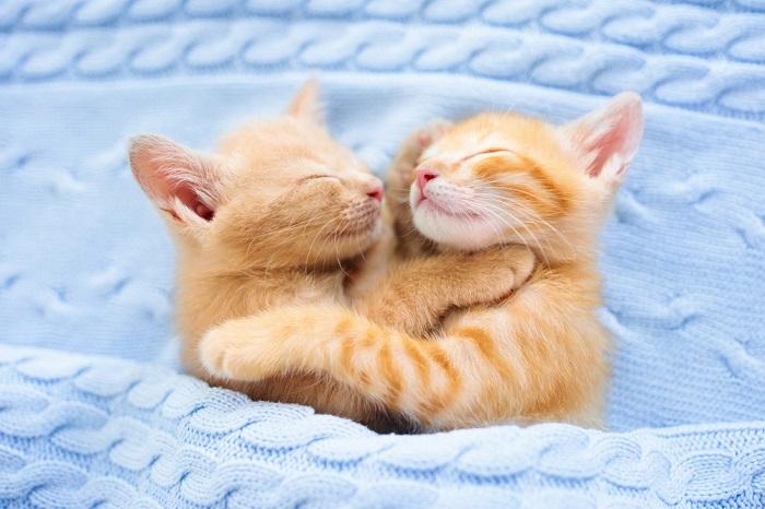 twin kitten-gecomprimeerd