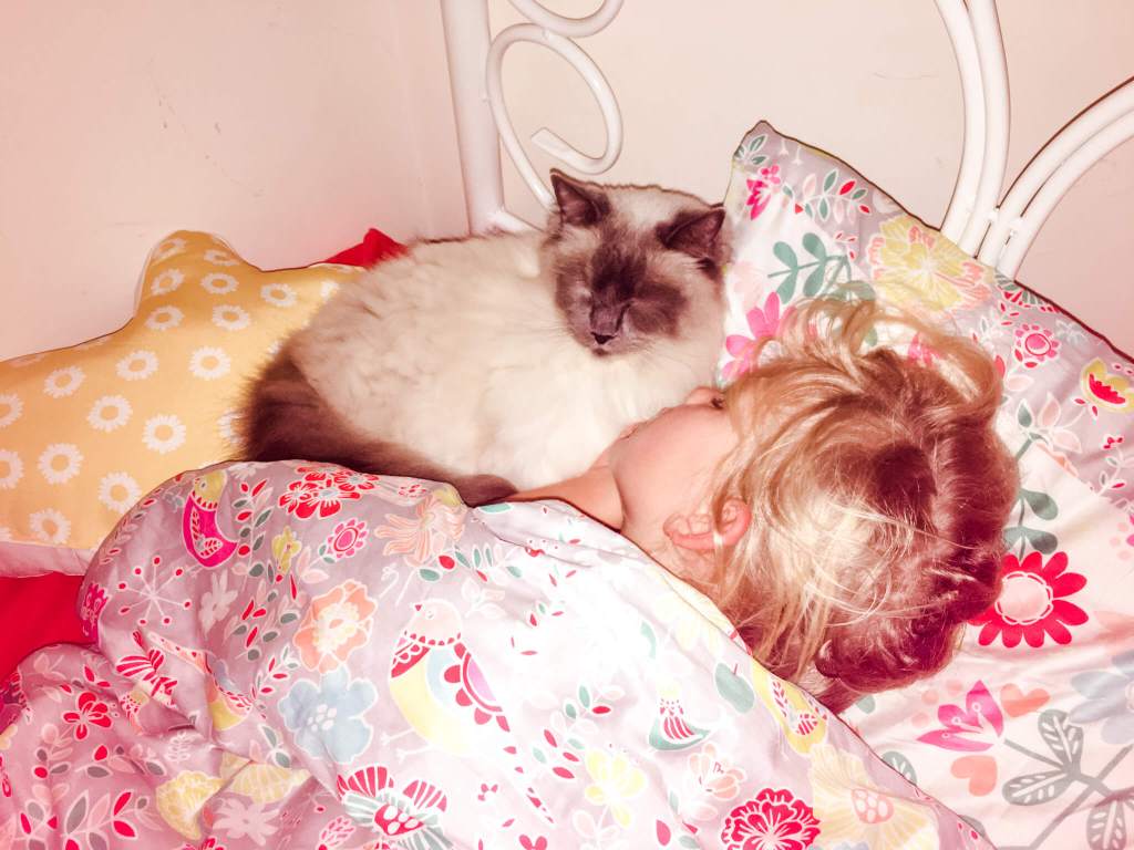 Ragdoll Kat met slapend kind